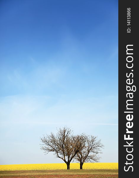 Trees Near Rape Field.