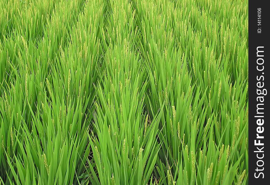 Rice Plants