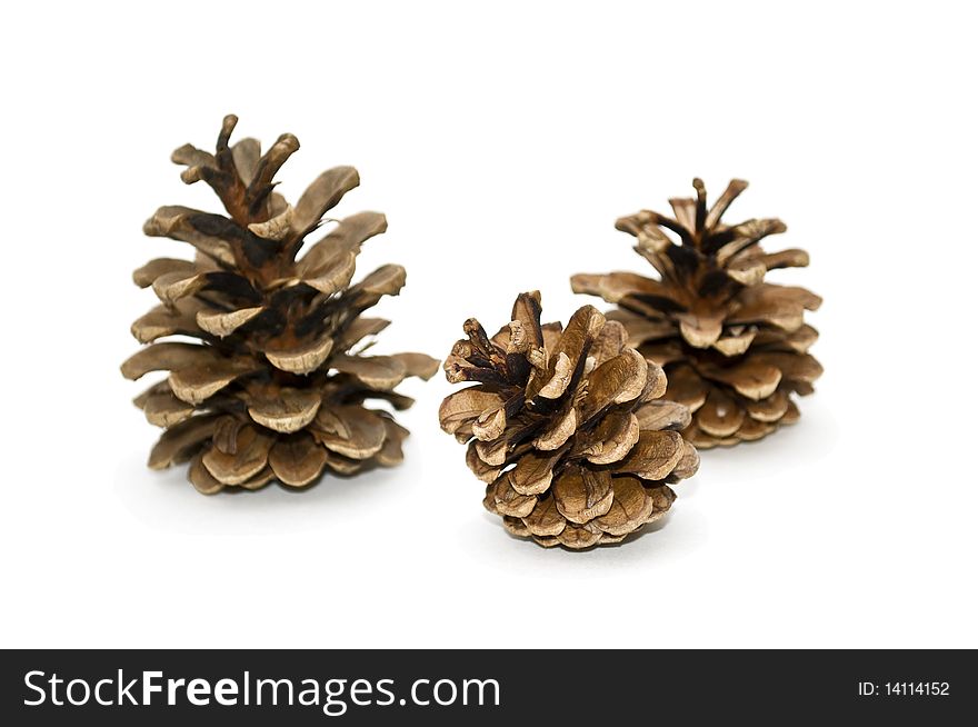 Dry cones of a pine isolated on a white background. Dry cones of a pine isolated on a white background.