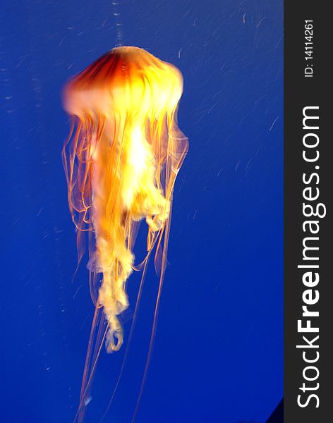 Jellyfish that move in slow motion in the blue water of a aquarium.