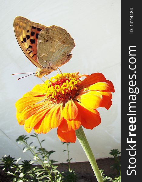 A happy butterfly resting on a flower. A happy butterfly resting on a flower