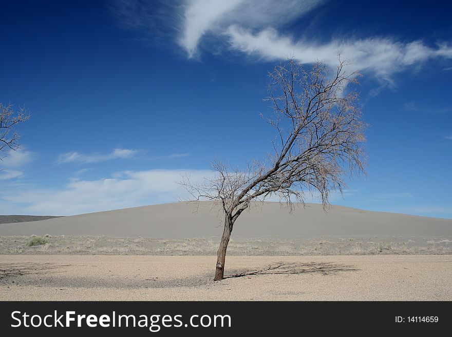 A scrub tree stands against the blue sky at the Bruneau Sand Dunes of Southern Idaho. A scrub tree stands against the blue sky at the Bruneau Sand Dunes of Southern Idaho.
