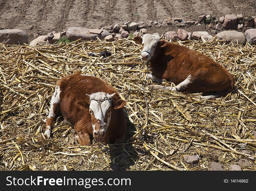 Brown cattle relaxing beside the field