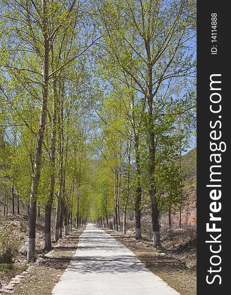 The concrete road in the poplar trees grove in spring. The concrete road in the poplar trees grove in spring