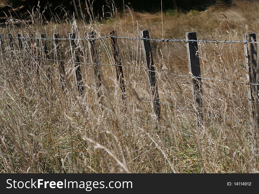 Barbed wire fence with posts and dry grasses growing around the fence