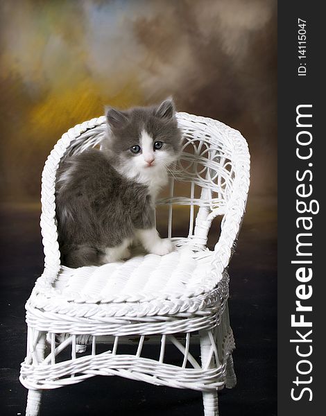 Cute Grey and White Kitten sitting prettily on a decorative wicker chair. Cute Grey and White Kitten sitting prettily on a decorative wicker chair