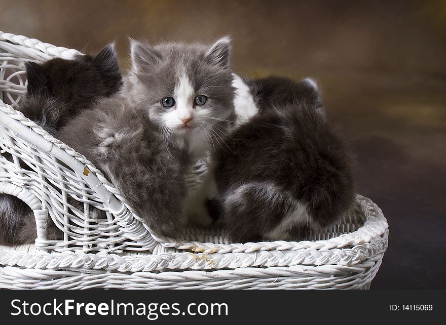 Cute Kittens sitting on a Wicker Chair, One Turning back to look into camera. Cute Kittens sitting on a Wicker Chair, One Turning back to look into camera