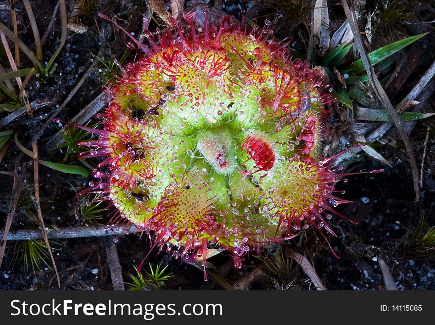 The drosera on the ground image