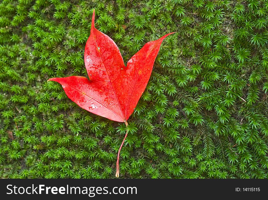 Red leaf of Maple on green background image
