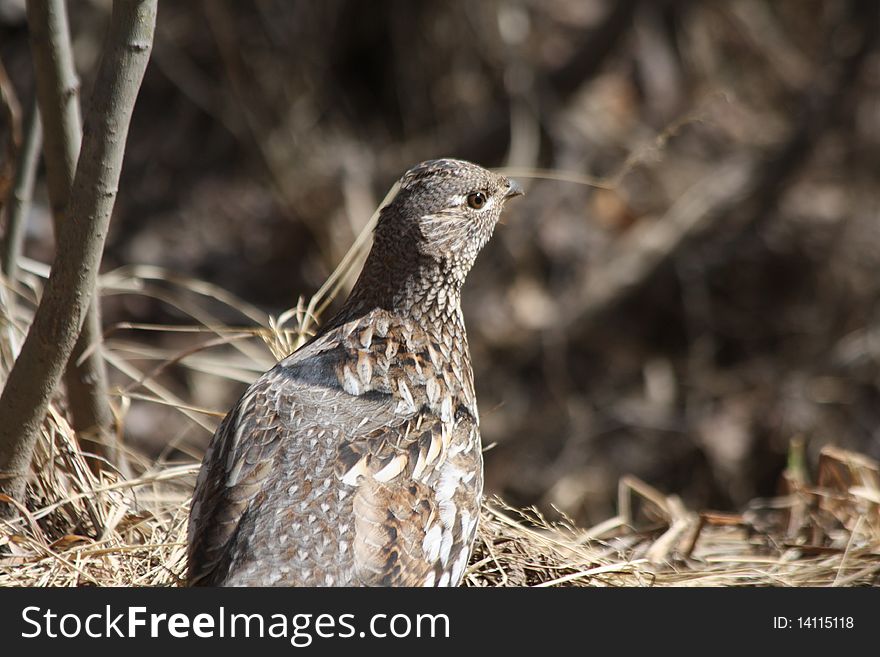 A female ruffed grouse basks in the spring sunshine. A female ruffed grouse basks in the spring sunshine