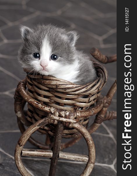 Grey and White Kitten in Basket