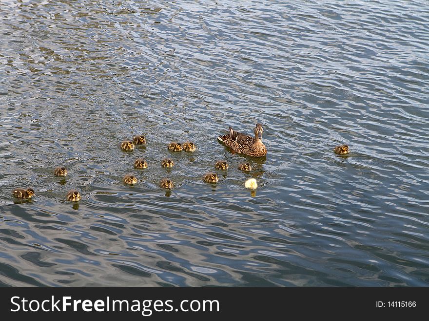 Mother duck with her ducklings, one of which is a yellow individual. Mother duck with her ducklings, one of which is a yellow individual.