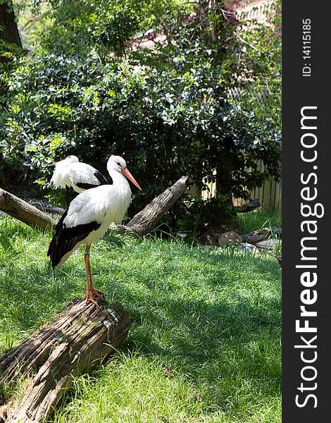 White Stork (Ciconia ciconia) photographed in the National Zoo in Washington D.C. was believe to bring fertility and luck to homes on which they nested.