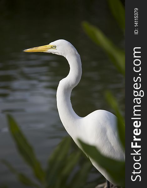 A Great Egret eyeing fish activity in a pond