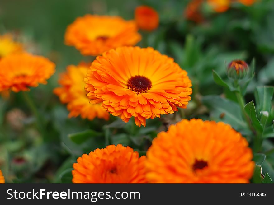 Orange Chrysanthemum Flowers