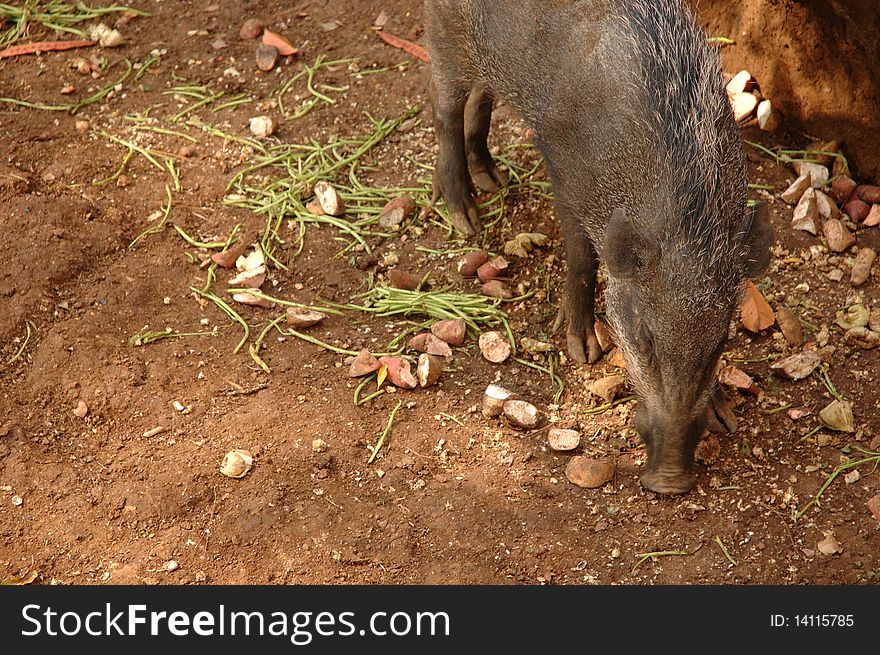 Wild boar that commonly found in tropical country