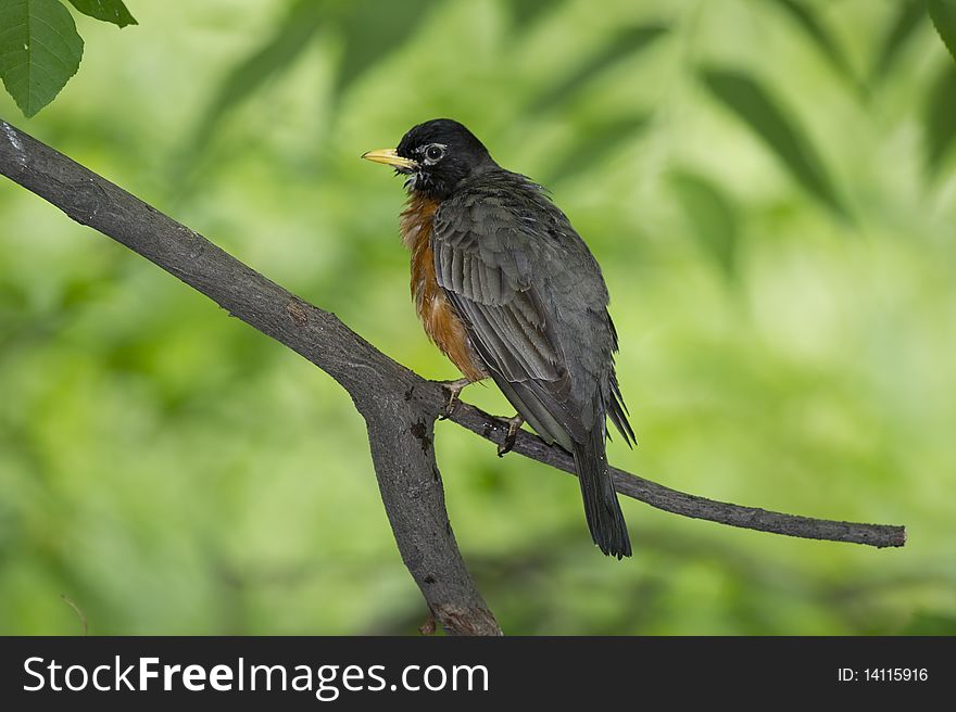 American Robin: Turdus migratorius