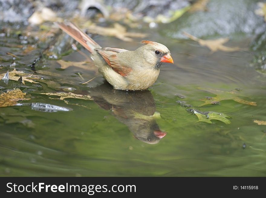 A very high resolution photograph of a female Cardinal bathing in the Central Park, New York City. A very high resolution photograph of a female Cardinal bathing in the Central Park, New York City