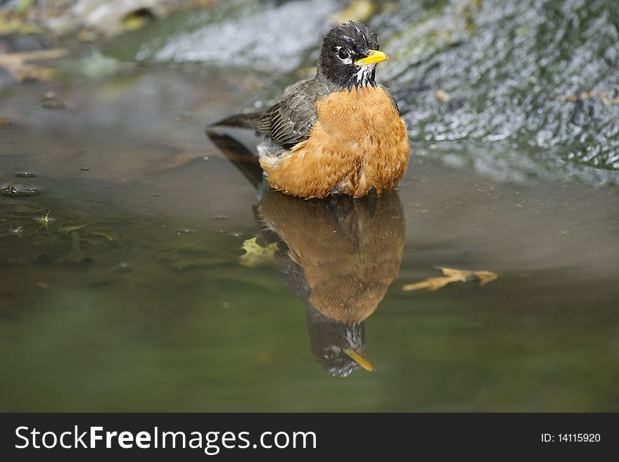 An American Robin and its reflection in a pool of water in Central Park, New York City. An American Robin and its reflection in a pool of water in Central Park, New York City