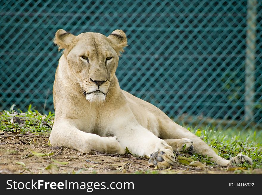 Lioness resting taking in a safari