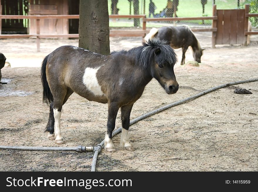 Pony taken in a Safari