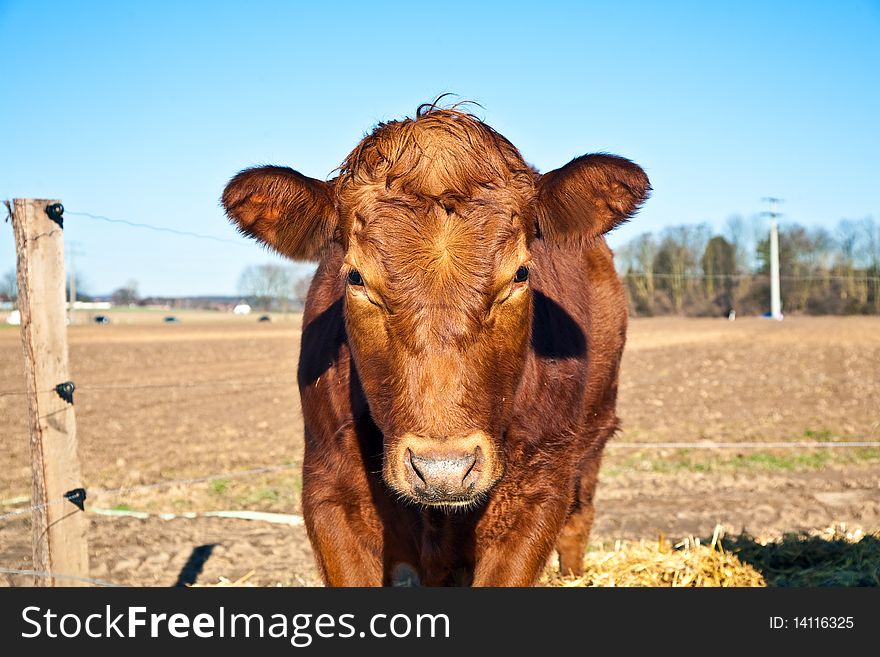 Friendly Cattle On Straw