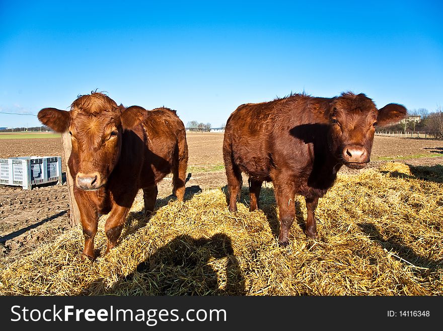 Friendly cattle on straw with blue sky