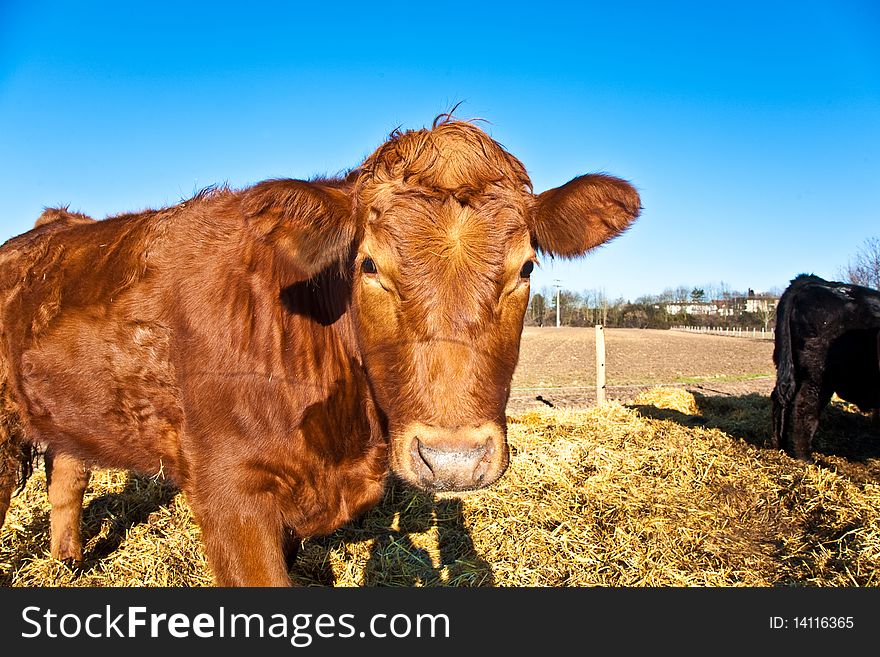 Friendly cattle on straw with blue sky