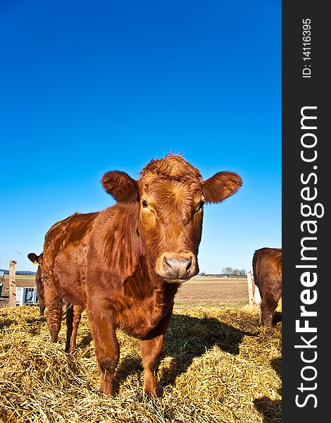 Friendly cattle on straw with blue sky