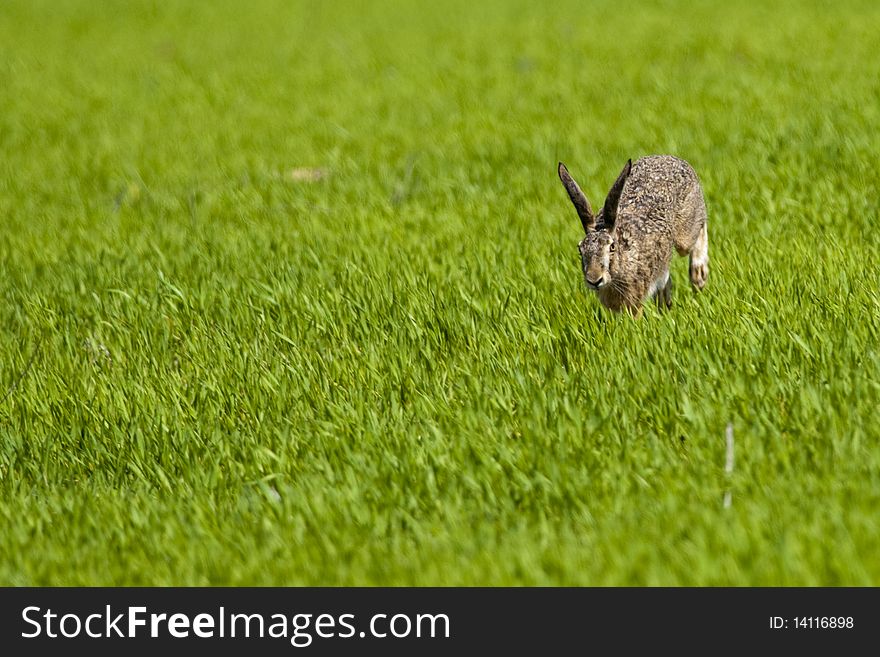Hare (Lepus europaeus) running through green grass. Hare (Lepus europaeus) running through green grass