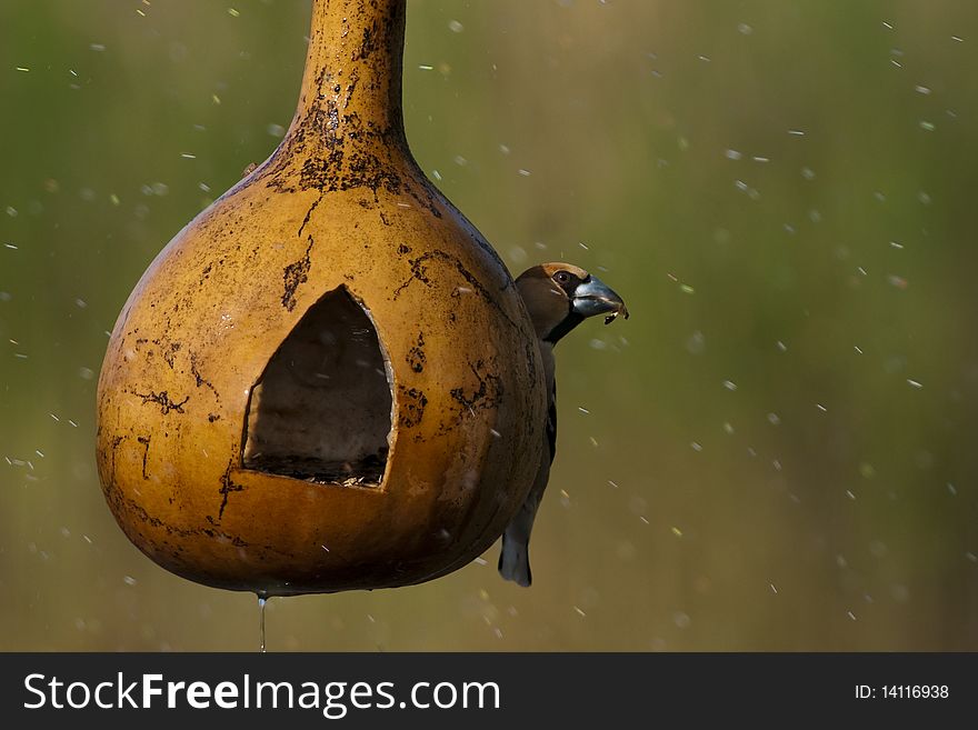 Hawfinch (Coccothraustes coccothraustes) on feeder in rain. Hawfinch (Coccothraustes coccothraustes) on feeder in rain
