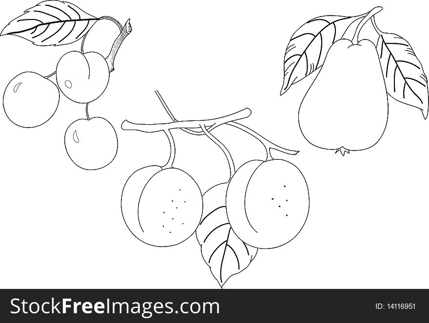 Three cherrys, two peaches and one pear to color. Three cherrys, two peaches and one pear to color