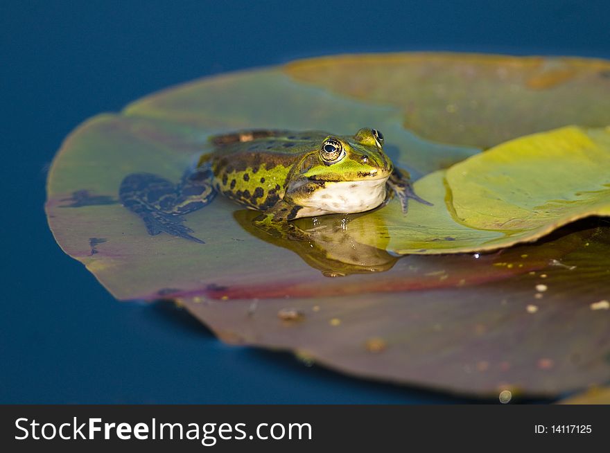 Edible Frog on Waterlily leaf