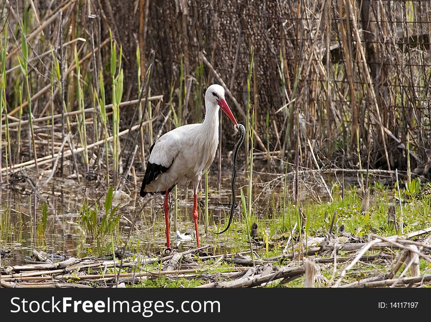 White Stork Eating A Snake