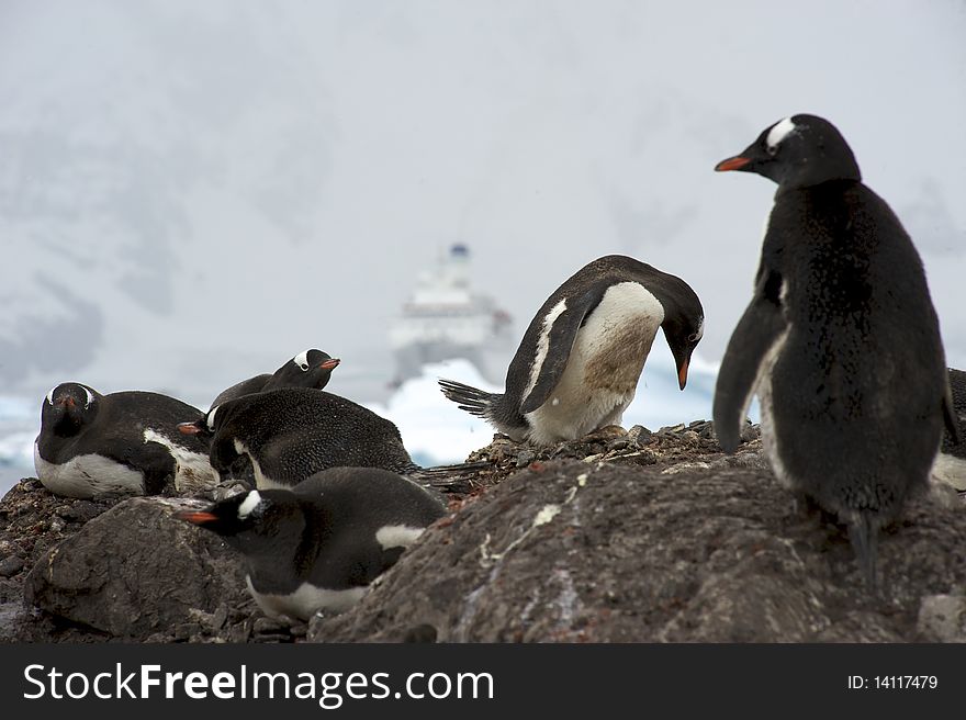 Gentoo Penguins in Paradise Harbour Rookery, Antarctica.