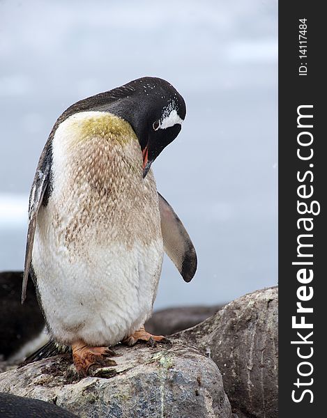 Gentoo Penguin