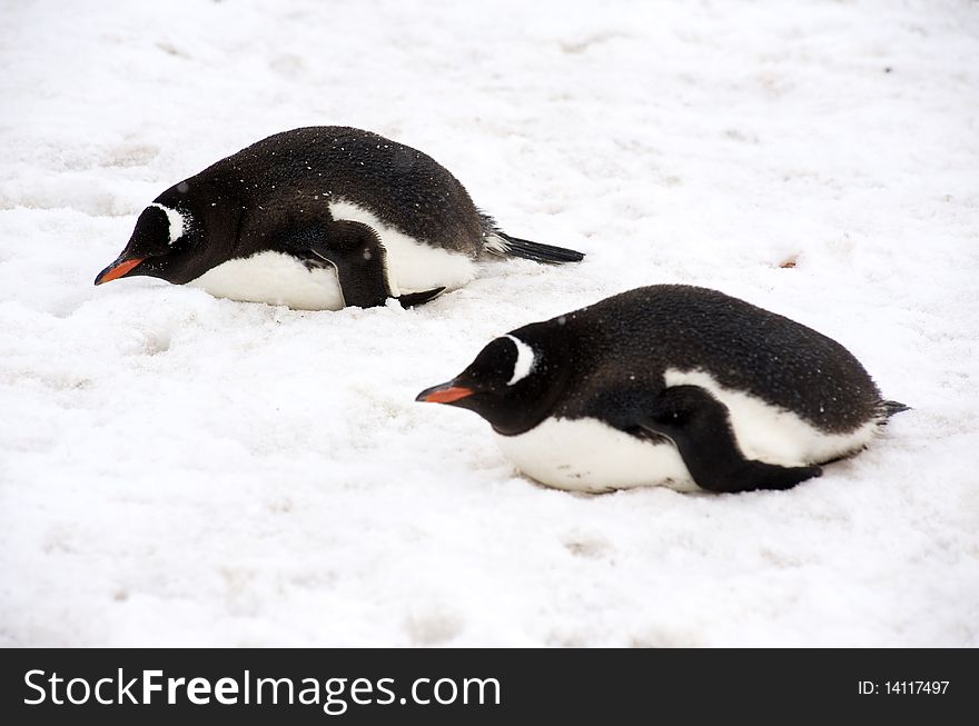 Gentoo Penguins in Paradise Harbour Rookery, Antarctica.