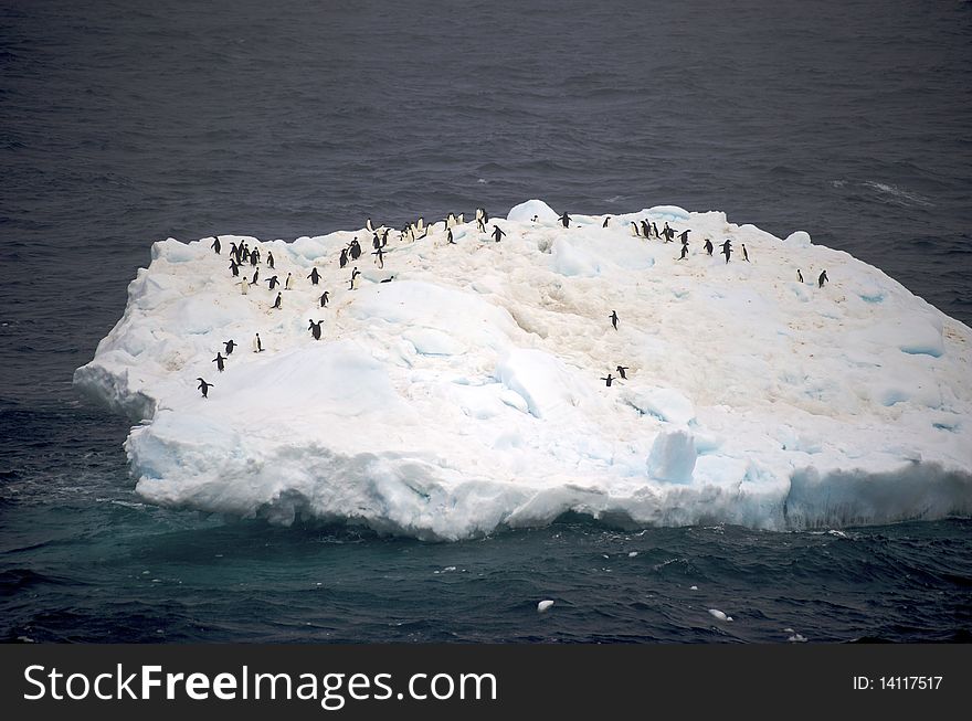 A group of AdÃ©lie Penguin (Pygoscelis adeliae) standing on an iceberg at Hope Bay in the Northern Tip of the Antarctic Peninsular. A group of AdÃ©lie Penguin (Pygoscelis adeliae) standing on an iceberg at Hope Bay in the Northern Tip of the Antarctic Peninsular