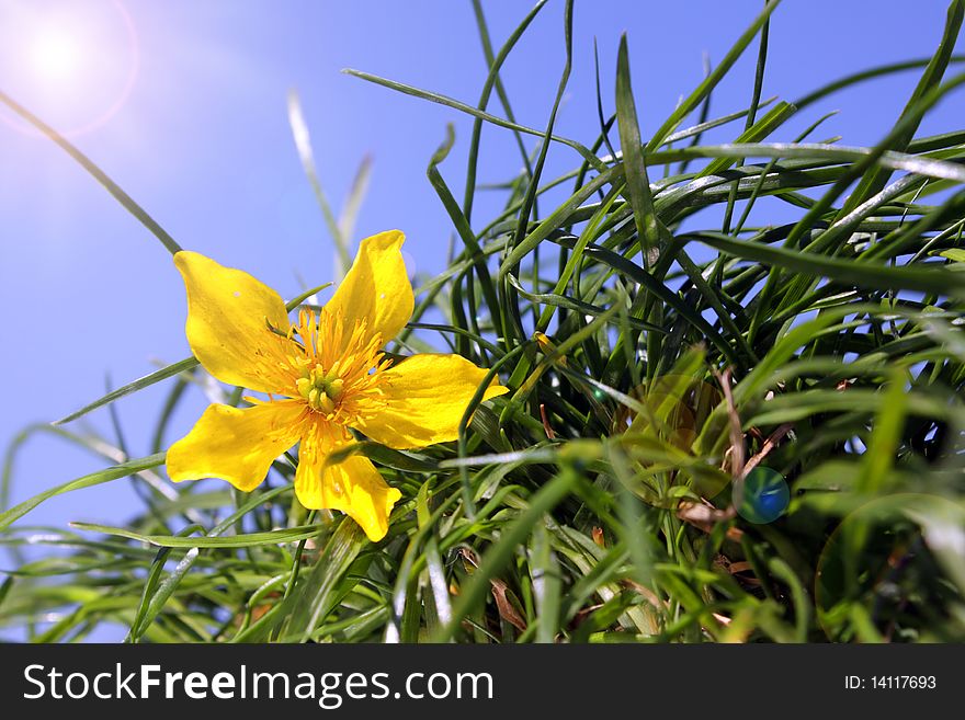 Yellow Flower With Green Grass