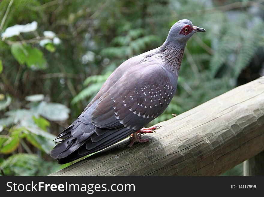 African Rock Pigeon