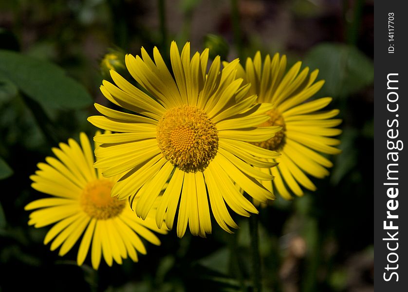 Few yellow daisies on a green background
