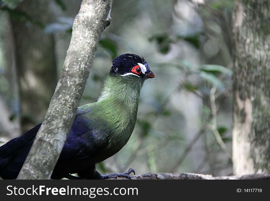 Purple Crested Lourie - Turaco