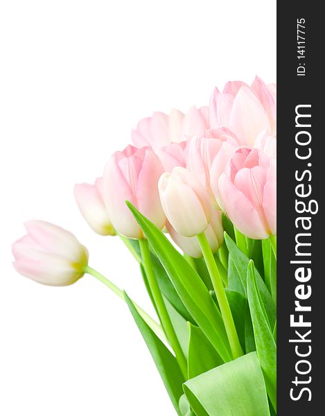 Tulips isolated on white background