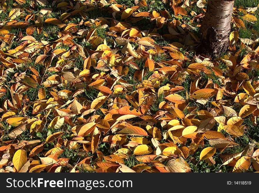 Colorful autumn foliage at the ground. Colorful autumn foliage at the ground