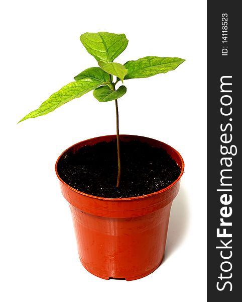 Green plant is a flowerpot isolated on white background