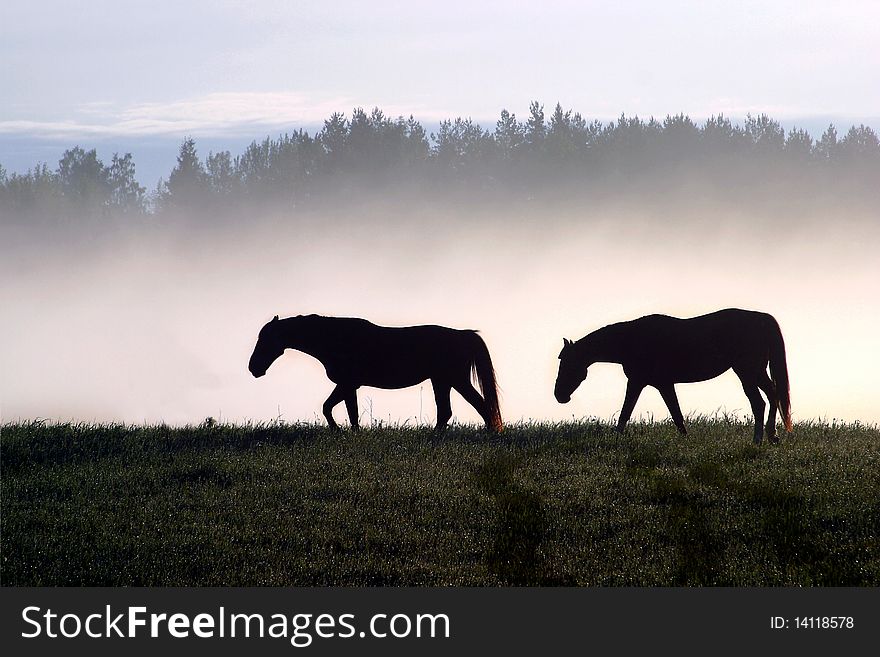 TWO HORSES IN A FIELD