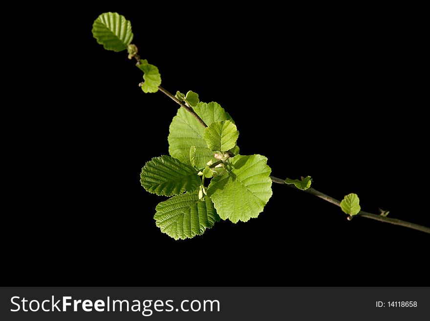 Plant branch with leafs in spring season.