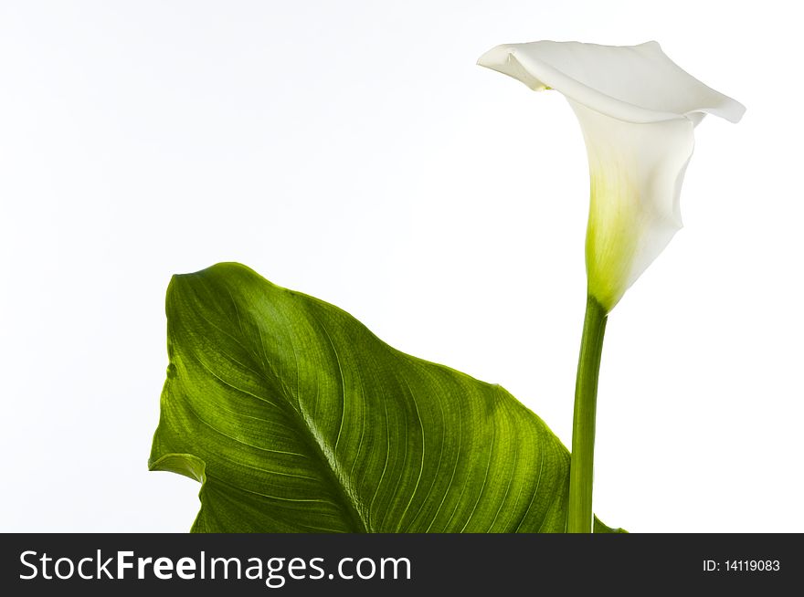 Calla lily with large leaf isolated on white background