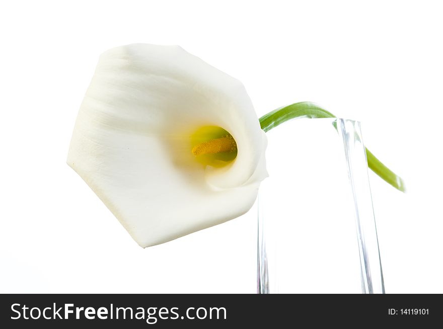 calla lily resting on a glass jar