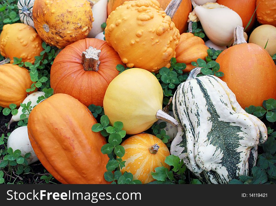 Various of pumpkins in the garden